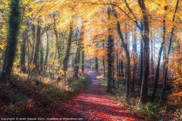 Autumn Path Picture Board by Brett Gasser
