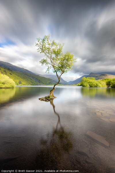 The Lone Tree  Llyn Padarn Picture Board by Brett Gasser