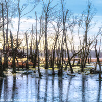 Buy canvas prints of New Forest Trees on Ice by Brett Gasser