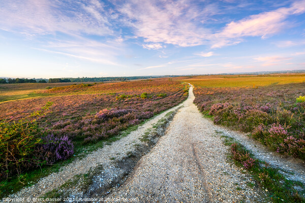 White Moor New Forest  Picture Board by Brett Gasser