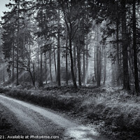 Buy canvas prints of Enchanted New Forest by Brett Gasser
