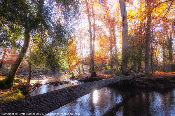 New Forest Autumn Picture Board by Brett Gasser