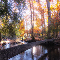 Buy canvas prints of New Forest Autumn by Brett Gasser