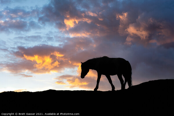 Dartmoor Pony Sunset Picture Board by Brett Gasser
