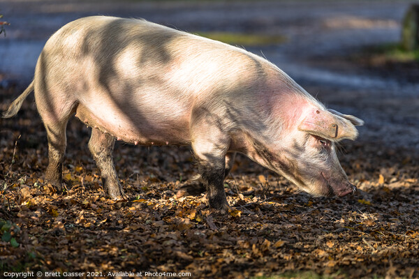 Pig's Dinner Picture Board by Brett Gasser