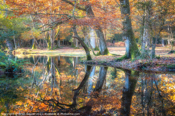 New Forest Reflections Picture Board by Brett Gasser