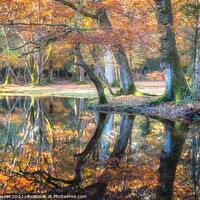 Buy canvas prints of New Forest Reflections by Brett Gasser