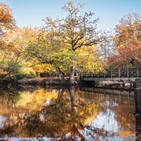 Buy canvas prints of Autumn Bridge by Brett Gasser