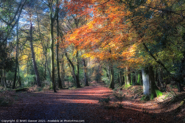 New Forest Autumn Path Picture Board by Brett Gasser