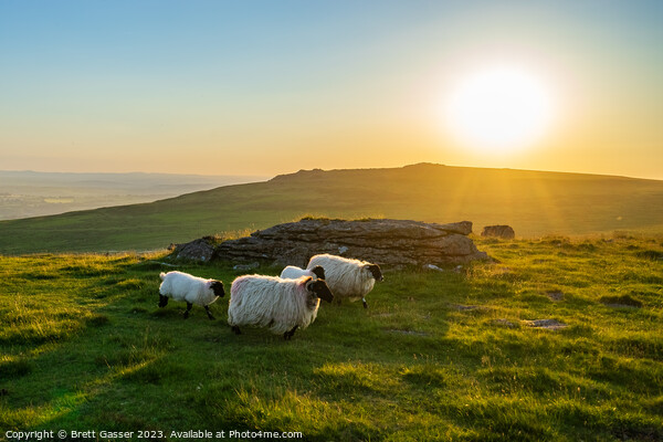 Counting Dartmoor Sheep Picture Board by Brett Gasser