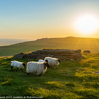 Buy canvas prints of Counting Dartmoor Sheep by Brett Gasser