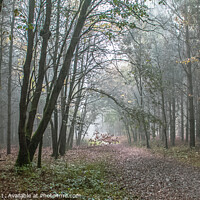 Buy canvas prints of Misty Rain In Hockham Woods Norfolk by GJS Photography Artist
