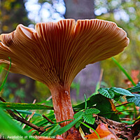 Buy canvas prints of Flat Mushroom Underbelly at Foxley Woods by GJS Photography Artist