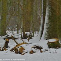 Buy canvas prints of Snow in the Woods by GJS Photography Artist
