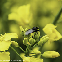 Buy canvas prints of Pod Midge on Rapeseed  by GJS Photography Artist