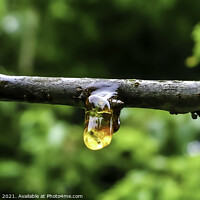 Buy canvas prints of Tree Sap by GJS Photography Artist