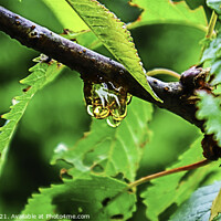 Buy canvas prints of Tree Sap by GJS Photography Artist