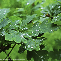 Buy canvas prints of Raindrops on Leaves by GJS Photography Artist