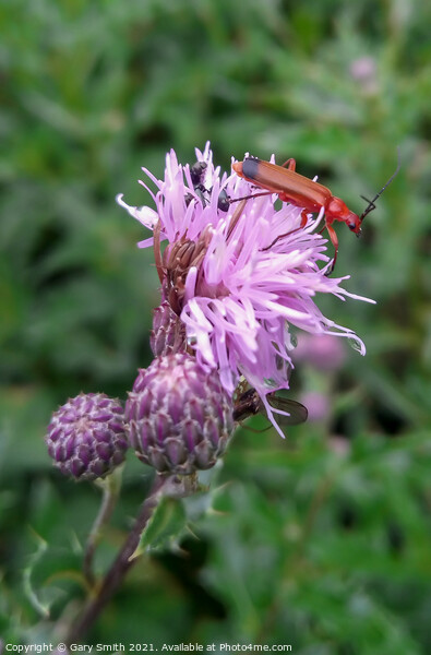 Common Red Soldier Beetle Picture Board by GJS Photography Artist