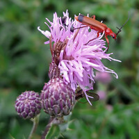Buy canvas prints of Common Red Soldier Beetle by GJS Photography Artist