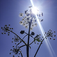 Buy canvas prints of Sun Beaming Through Hogweed by GJS Photography Artist