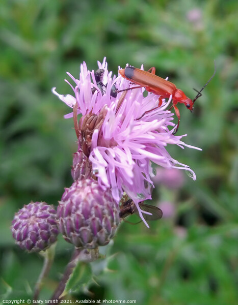 Common Red Soldier Beetle - Rhagonycha fulva Picture Board by GJS Photography Artist