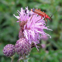 Buy canvas prints of Common Red Soldier Beetle - Rhagonycha fulva by GJS Photography Artist
