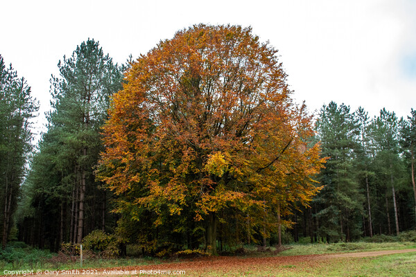 Cooper Beech Tree in Autumn Picture Board by GJS Photography Artist