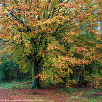Buy canvas prints of Cooper Beech Tree in Autumn by GJS Photography Artist