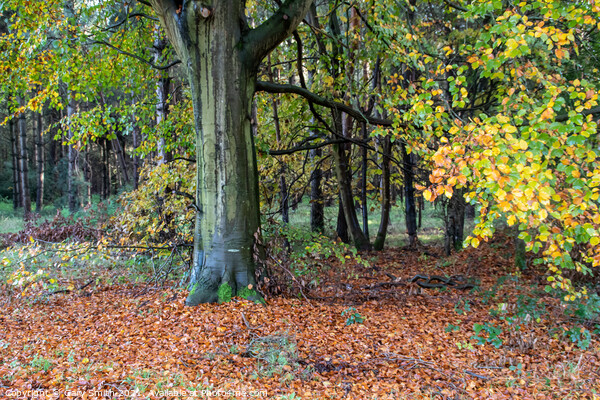 Cooper Beech Tree in Autumn  Picture Board by GJS Photography Artist