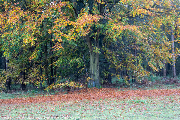 Cooper Beech Tree in Autumn Picture Board by GJS Photography Artist