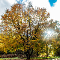 Buy canvas prints of Cooper Beech Tree in Autumn  by GJS Photography Artist