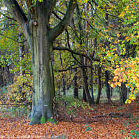 Buy canvas prints of Cooper Beech Tree in Autumn by GJS Photography Artist