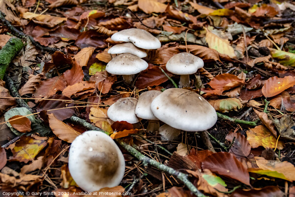 Oakbug Milkcap Mushroom Fungi Picture Board by GJS Photography Artist