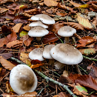 Buy canvas prints of Oakbug Milkcap Mushroom Fungi by GJS Photography Artist