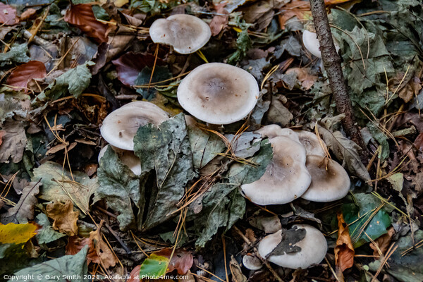 Oakbug Milkcap Mushroom Fungi Picture Board by GJS Photography Artist