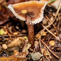Buy canvas prints of Beechwood Sickener Mushroom Fungi by GJS Photography Artist