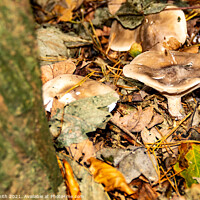 Buy canvas prints of Pennybun Mushroom Fungi by GJS Photography Artist