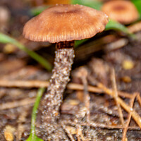 Buy canvas prints of Chanterelle Mushroom Fungi by GJS Photography Artist