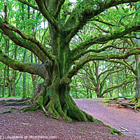 Buy canvas prints of Staggered Oaks All Green Jackets on!  by GJS Photography Artist