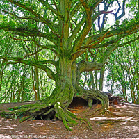 Buy canvas prints of Old Oak with Exposed Roots by GJS Photography Artist
