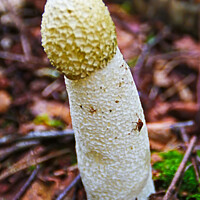 Buy canvas prints of Stinkhorn Fungi with Fly by GJS Photography Artist