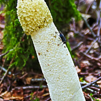 Buy canvas prints of Stinkhorn Fungi & Fly by GJS Photography Artist