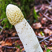 Buy canvas prints of StinkHorn Fungi & Fly by GJS Photography Artist