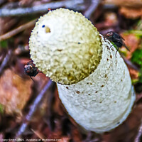 Buy canvas prints of Stinkhorn Fungi Closeup by GJS Photography Artist
