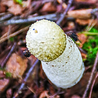 Buy canvas prints of Stinkhorn Fungi With Flies by GJS Photography Artist