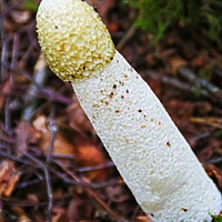 Buy canvas prints of StinkHorn Fungi  by GJS Photography Artist