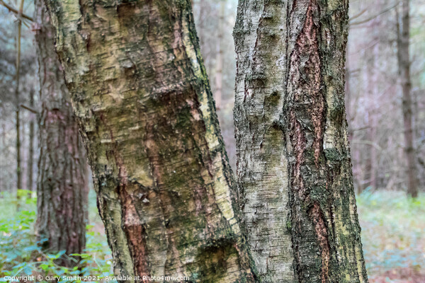 Silver Birch Trunks Picture Board by GJS Photography Artist