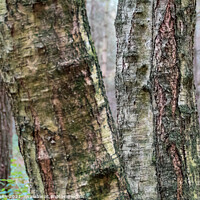 Buy canvas prints of Silver Birch Trunks by GJS Photography Artist