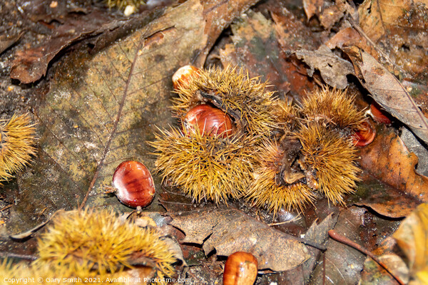 Chestnuts Fallen  Picture Board by GJS Photography Artist